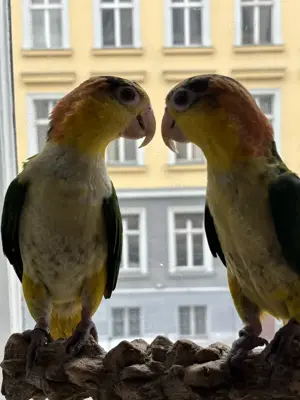 Rostkappenpapageie-paar (handzahm) sucht ein neues Zuhause Bild 3