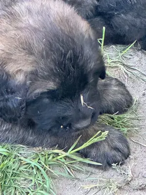 Germanischer Bärenhund, Welpen, Hund, Hündin
