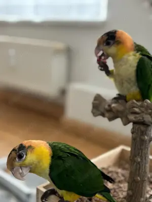 Rostkappenpapageie-paar (handzahm) sucht ein neues Zuhause Bild 4