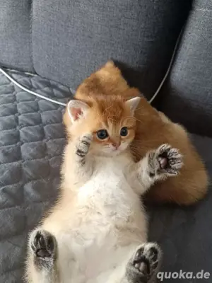 Reinrassige Britisch Kurzhaar Kitten in  "Shaded Gold " ? 2 Kater & 1 Katze- Abgabe ab 5 Juni