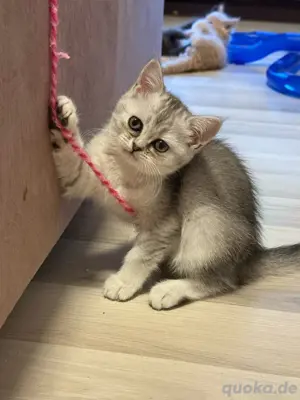 BKH   Meine Coon mix kitten,babys 