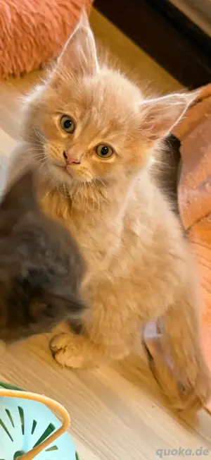Neva masquarade Meine Coon  BKH mix kitten 