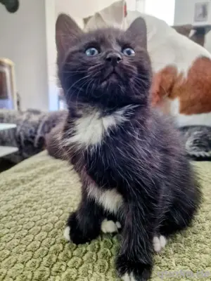 2 Kitten weiblich anzugeben. 