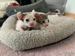 Wunderschöne Elf Sphynx Babys zur Reservierung