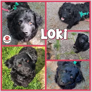 Liebevoller Mischling Loki sucht sein Traumzuhause