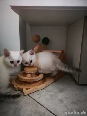 Bkh Kitten 