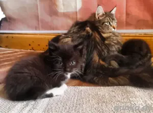 Main Coon Mix Babys 