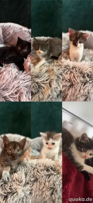 Mischlingskitten  Katzen 