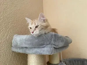 Sibirische Waldkatze 