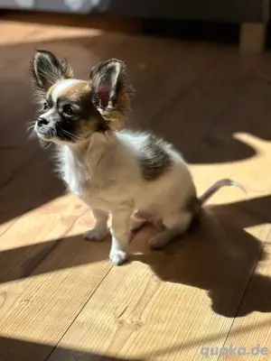 Deckrüde Chihuahua, kein Verkauf!