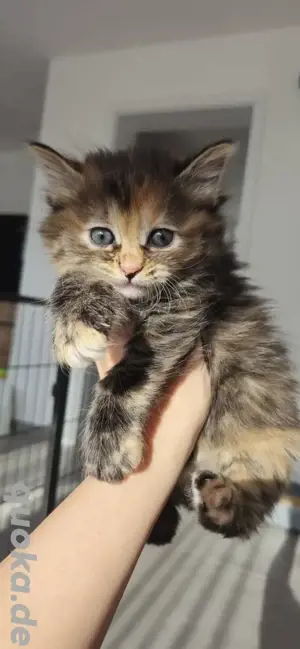 Kitten Katze Katzenbaby Kurilian Bobtail 