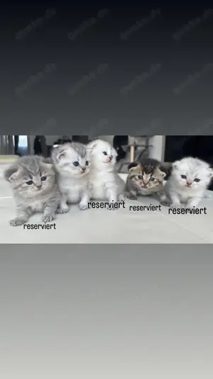 Kitten BKH