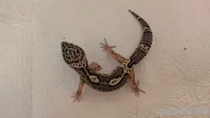  Leopardgeckos abzugeben   gesund & gut gepflegt 