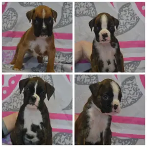 Deutsche Boxerwelpen