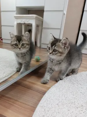 BKH Kitten Reinrassig  Bild 8