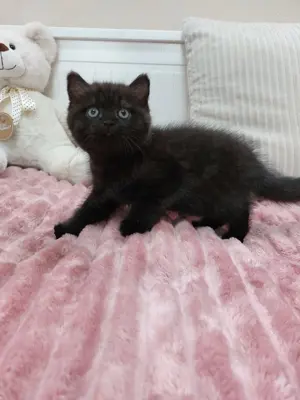 BKH Kitten Reinrassig  Bild 9