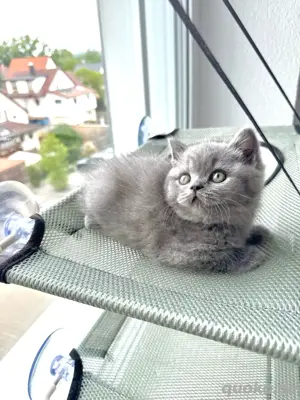 Bkh-Kitten 