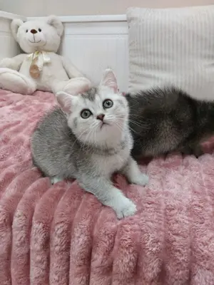 BKH Kitten Reinrassig  Bild 10