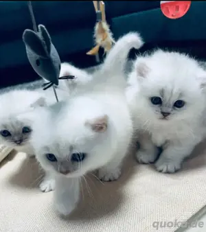 Bkh kitten mit blauen Augen !abgabebereit 