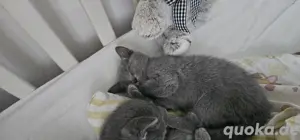 Russich Blau Kitten
