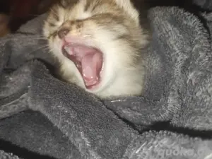 Babykatzen.