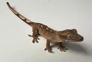 NZ 2025 Correlophus ciliatus  Rhacodactylus ciliatus verschiedene Farben und Morphen