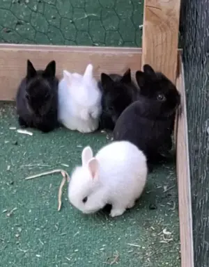 Löwenzwergkaninchen