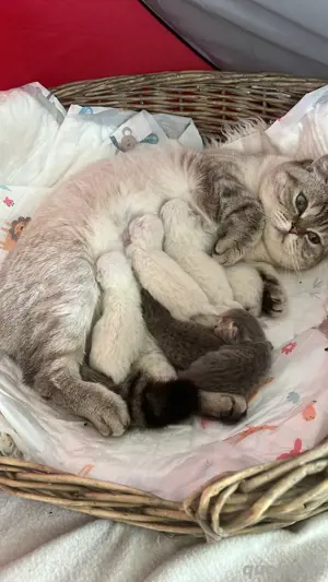 süße BKH-Kitten