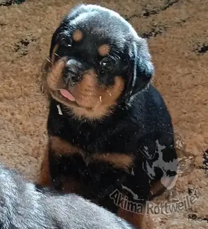 Rottweiler Welpe mit Papiere