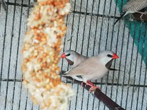 Spitzschwanzamadinen isabelfarben Paar 