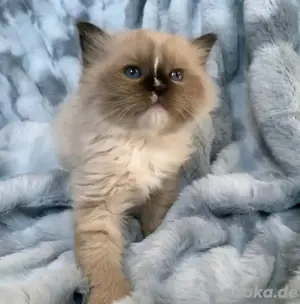 Ragdoll-Kätzchen verfügbar WhatsApp (15510055069) Bild 2
