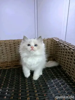 Ragdoll-Kätzchen verfügbar.WhatsApp (15510055069