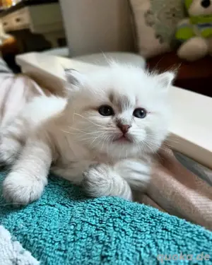 Ragdoll-Kätzchen verfügbar.WhatsApp (15510055069)