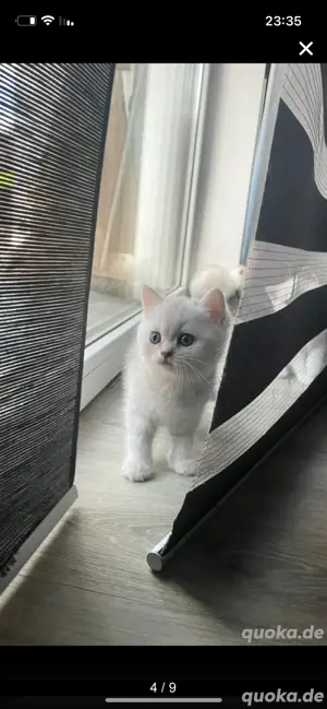 bkh katze 