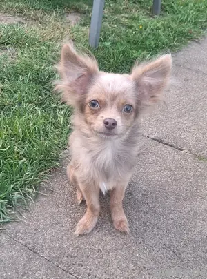hübscher Pomchi Welpe mit toller Zeichnung 
