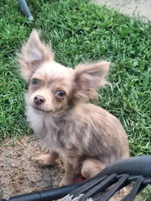 hübscher Pomchi Welpe in seltener Farbe
