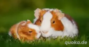 Meerschweinchen 