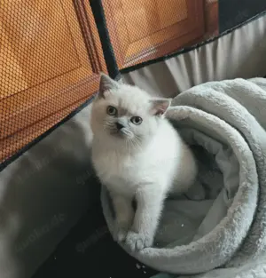 Colourpoint BKH- Kitten