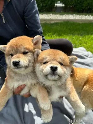 Shiba inu mit Papieren!
