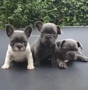 Französische Bulldoggen Welpen suchen ein schönes Zuhause