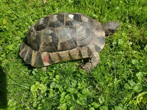 Breitrandschildkröte, testudo marginata, NZ 2000, gechipt 