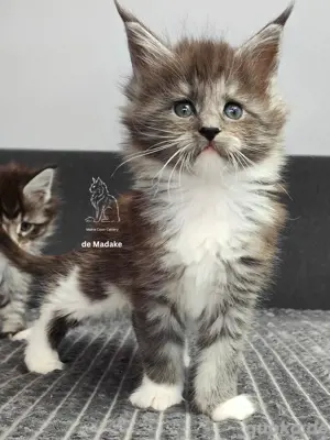 verspieltes Maine Coon Kitten mit Stammbaum 