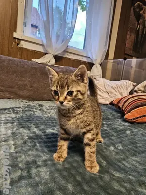 süße Norwegische Waldkatzen Mix Kitten 