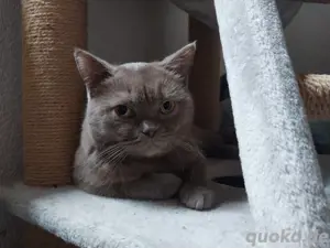 BKH Katze sucht dringend ein neues Zuhause 