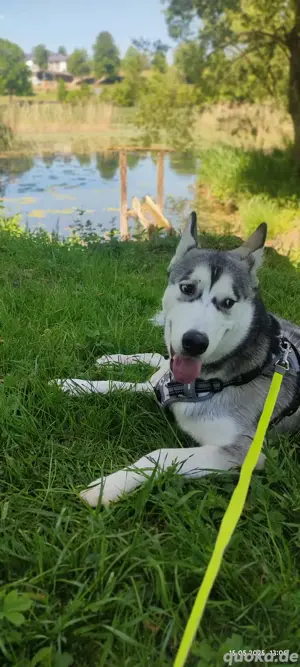 Dringend jung husky 