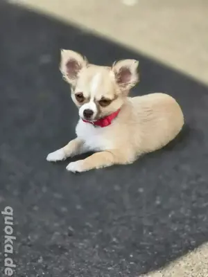 Chihuahua Mädchen abzugeben 