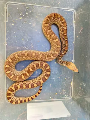 1.1 Pituophis catenifer affinis Marathon Texas Fork line