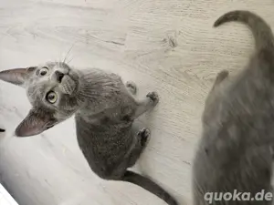  Russisch blau Kitten 