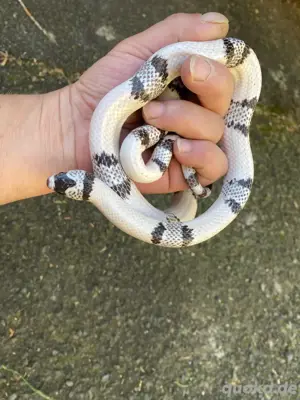1.0 Lampropeltis t. hondurensis Ghost adult