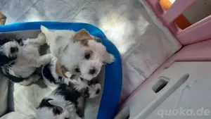   Nur noch 1 kleine Biewer Yorkshire Terrier Welpen  Bild 5